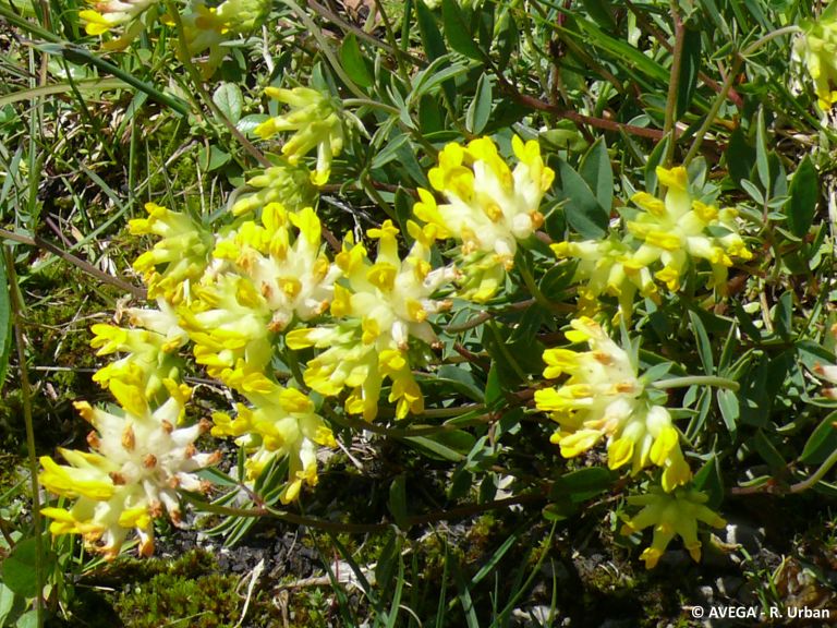 Alpen-Wundklee Anthyllis vulneraria ssp  alpestris