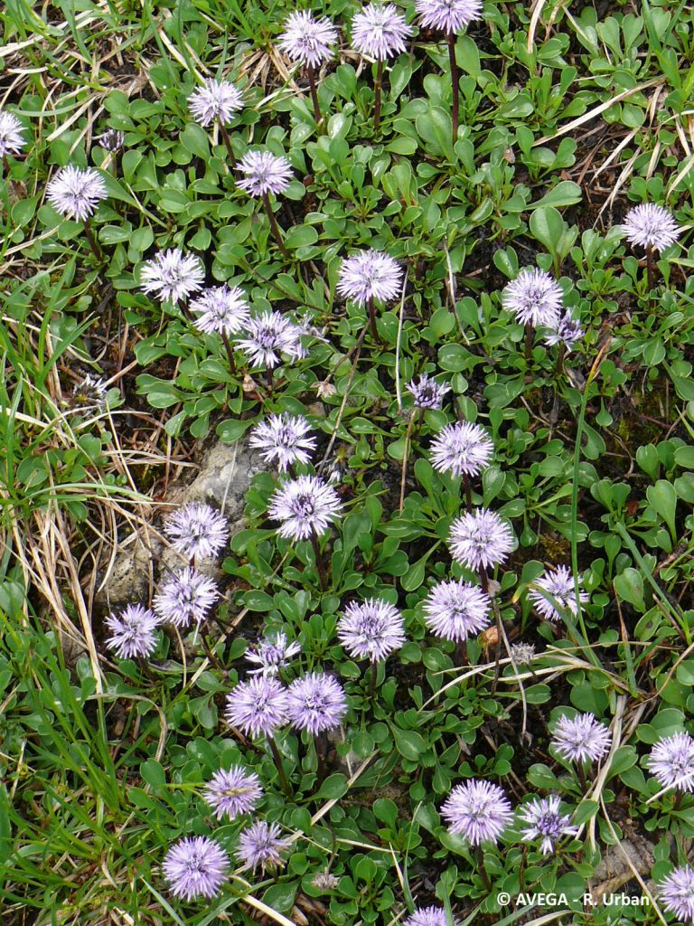 Herzblaettrige Kugelblume Globularia cordifolia
